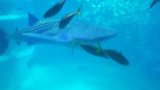 20160506-5-海遊館ジンベエザメ